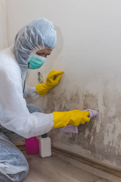 Best Mold Prevention Services  in Silver Springs, FL