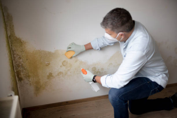 Best Black Mold Removal  in Silver Springs, FL