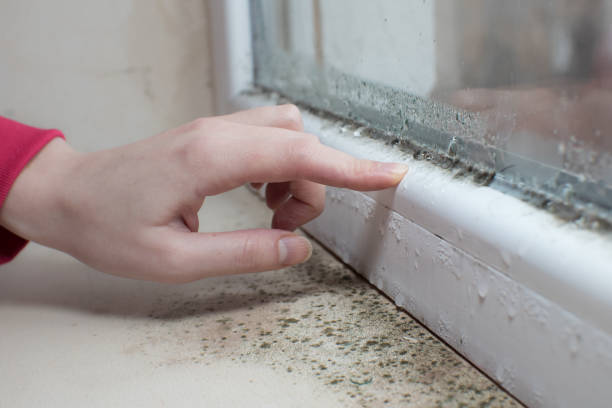 Best Water Damage & Mold Remediation  in Silver Springs, FL