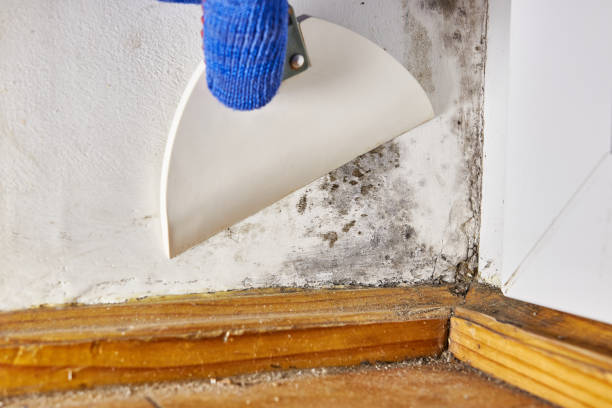 Best Dehumidification Services  in Silver Springs, FL