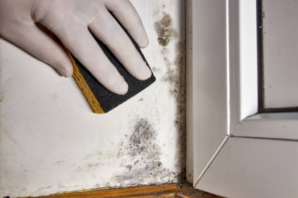 Asbestos and Lead Testing During Mold Inspection in Silver Springs, FL
