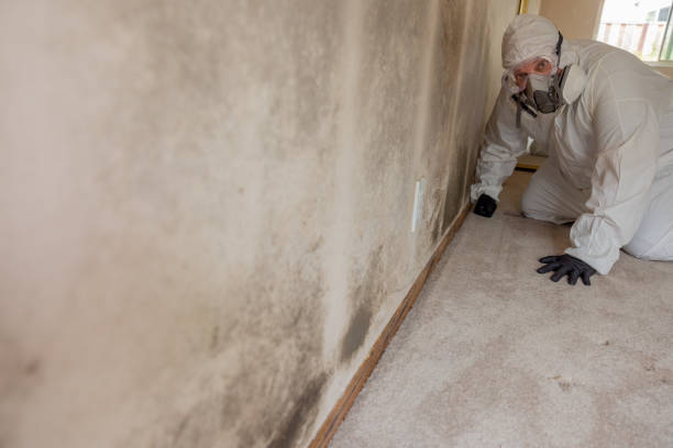 Best Attic Mold Removal  in Silver Springs, FL