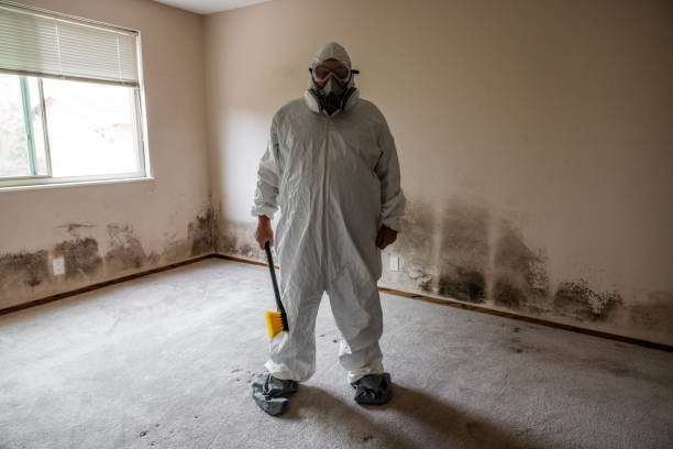 Professional Mold Removal in Silver Springs, FL